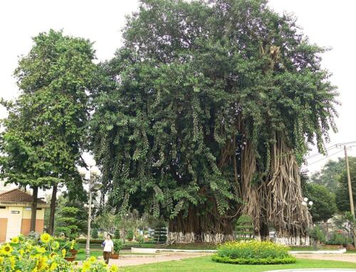 Chợ dân dã