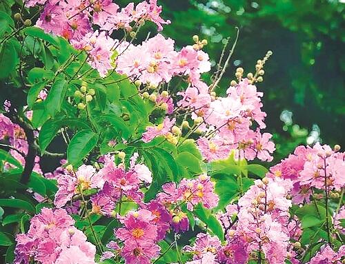 Hoa Lagerstroemia ở Houston-Texas