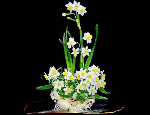 Huyền thoại người ái kỷ Narcissus
