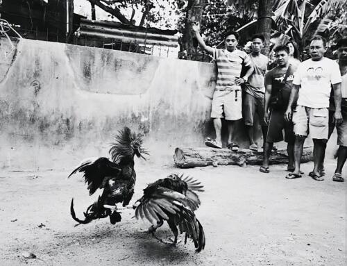 Chuyện đá gà