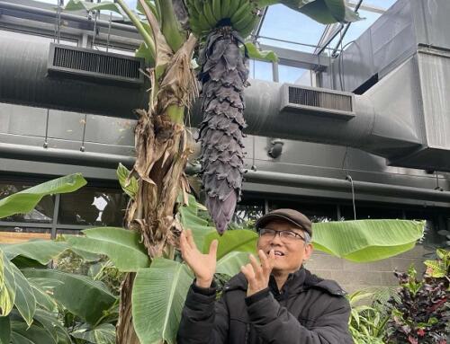 Quê nhà một góc nhớ mênh mông!