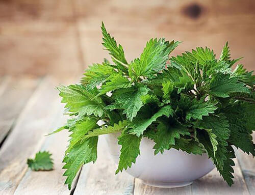 Cây tầm ma bá đạo