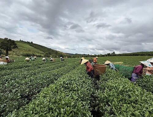 Đà Lạt trên đồi