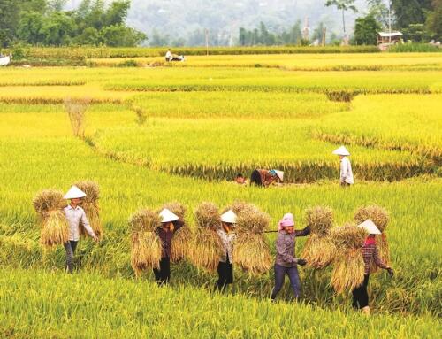 Vụ mùa