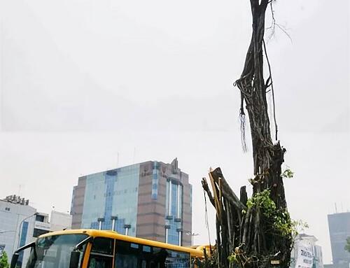Cây của đất và hoa của trời
