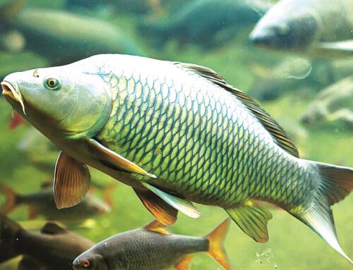 Loài cá bị ghét nhất ở Mỹ