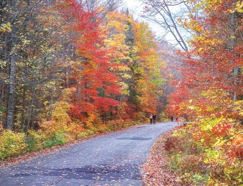 Cải thiện ảnh phong cảnh mùa thu