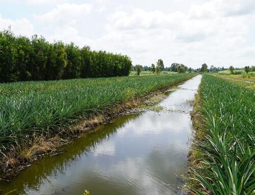 Lá Thư Từ Kinh Xáng 1 (kỳ 15)