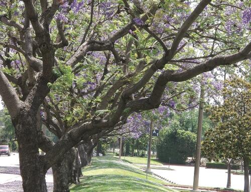 Mùa Thu hoa soan & những con tằm