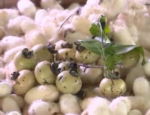 Lãnh Mỹ-A & xứ lụa Tân-Châu