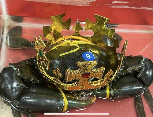 Facebook có gì ngộ (12/11/2025)