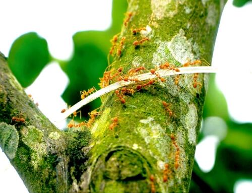 Lá Thư Từ Kinh Xáng 1 (kỳ 19)