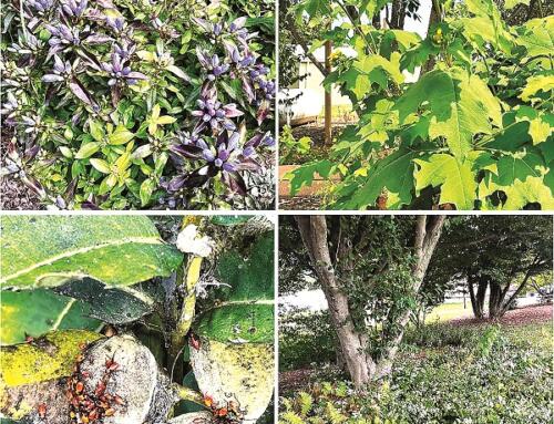 Trồng cây “nội hóa”