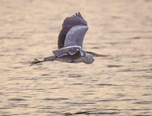 Công nghệ là tuyệt vời, nhưng đôi khi chống công nghệ cũng vậy