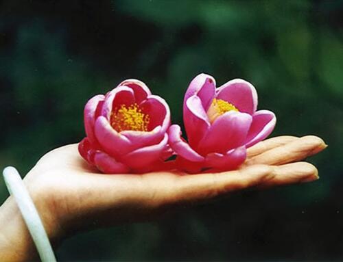 Hải đường & trà mi