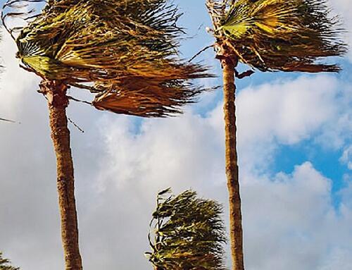 Gió Santa Ana lại thổi lộng