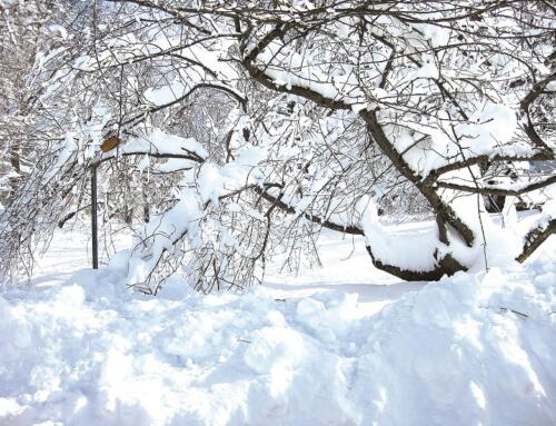 Nếu thời tiết cho phép