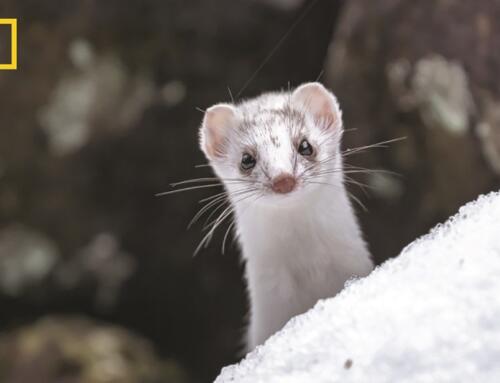 Ý nghĩa thực sự của “phẩm chất NatGeo”