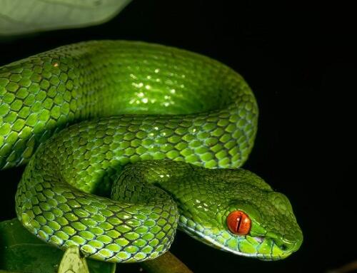 Cặp rắn bí hiểm