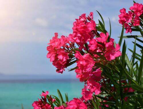 Hoa trúc đào đỏ. và dã quỳ…