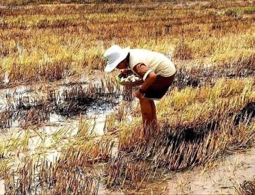Lá Thư Từ Kinh Xáng 1 (kỳ 38)