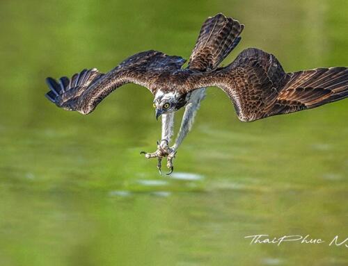 Osprey săn mồi