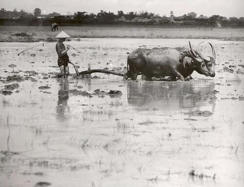 Trâu đen trâu đỏ