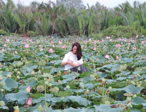 Bây giờ mùa hạ sen nở nốt(*)