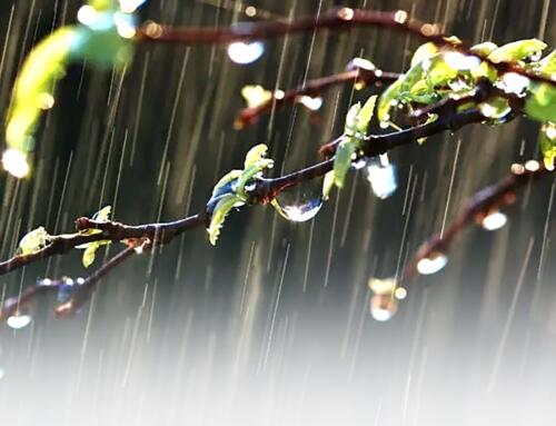 Mưa Sài-Gòn, mưa Hà-Nội