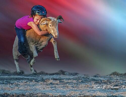 Rodeo Bull Riding
