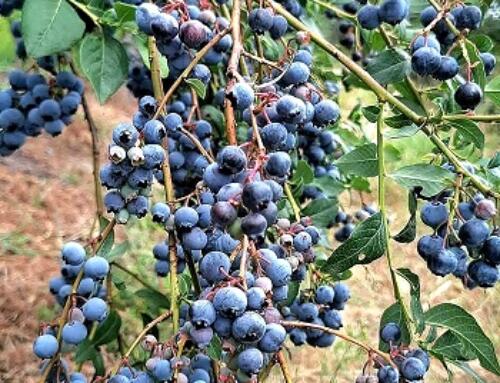 Tôi đi hái quả Blueberries