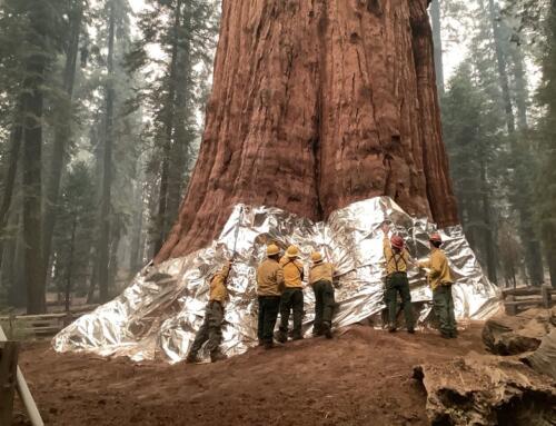 Chuyện cây Sequoia ngàn tuổi