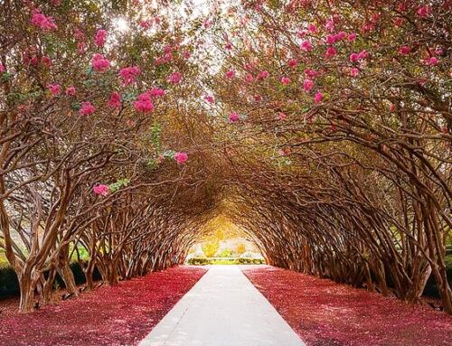 Lagerstroemia