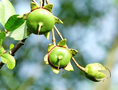 Nói chuyện với rặng bần